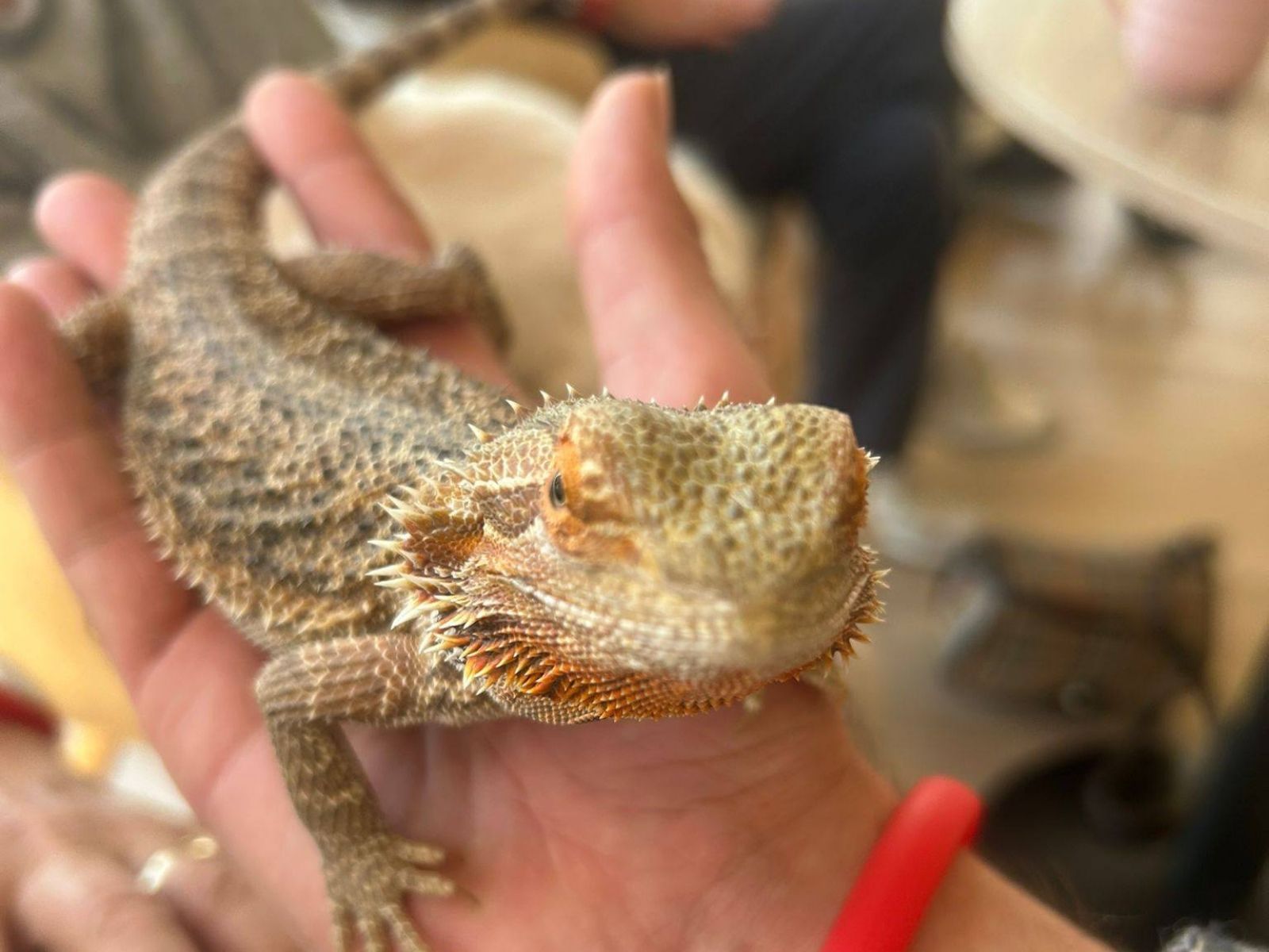 Do Seniorcentra Pohoda zavítala milá návštěva z DDM, která k nám přivezla kočku, agamu a pagekona.